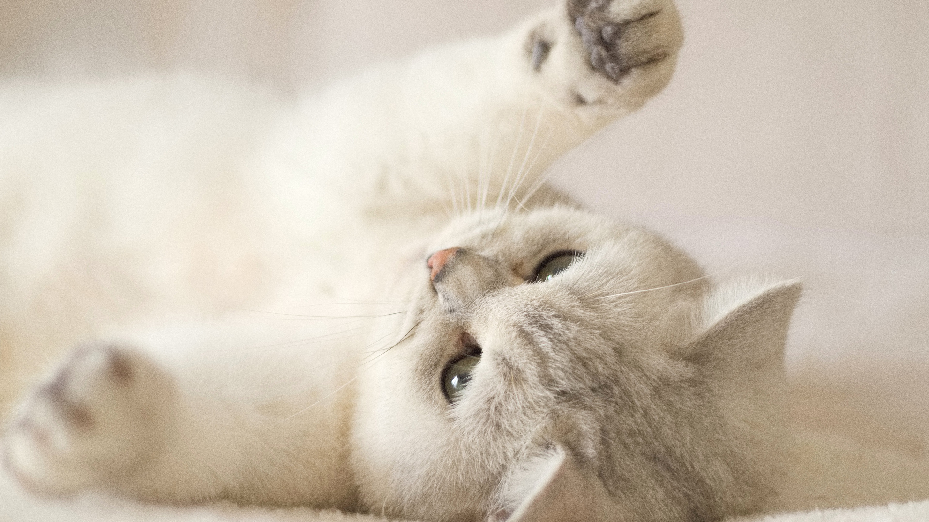 Un primo piano che ritrae un piccolo gattino bianco, soffice e lanuginoso, che guarda verso la fotocamera.